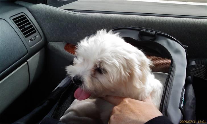 Malteser Gucci billede 2