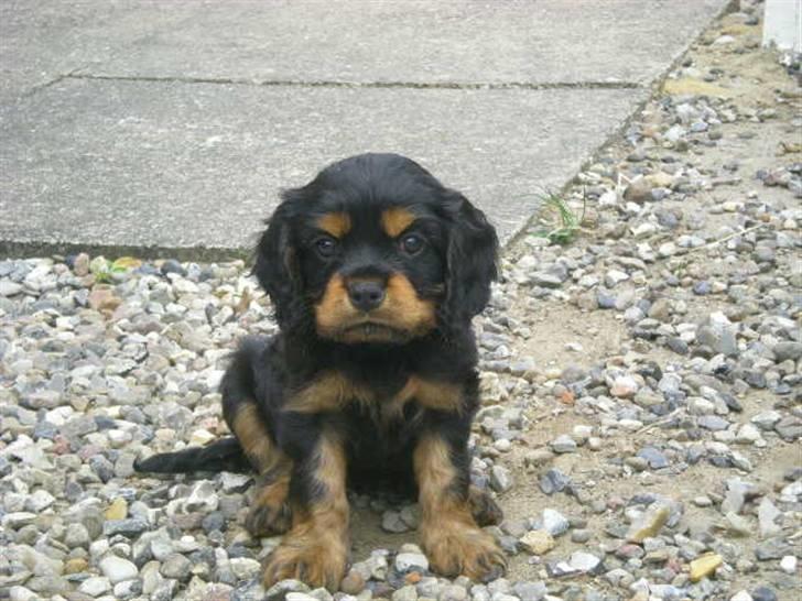 Cavalier king charles spaniel Cavolines Balou billede 5