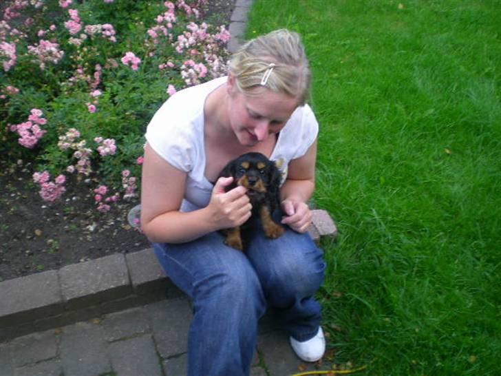 Cavalier king charles spaniel Cavolines Balou - Balou og jeg, den dag han kom hjem billede 6