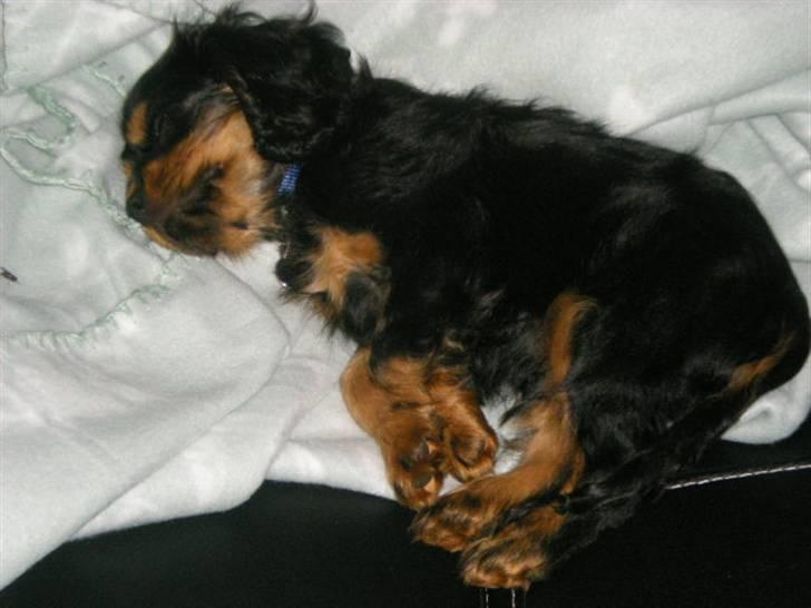 Cavalier king charles spaniel Cavolines Balou - sover til "middag" efter en gå tur billede 7