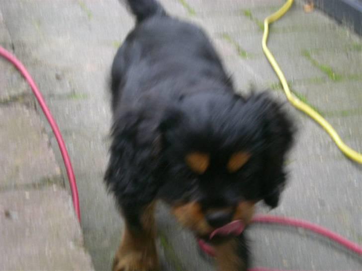 Cavalier king charles spaniel Cavolines Balou - han er ikke nem at tage billeder af billede 8