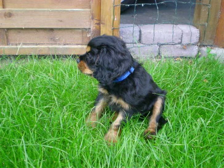 Cavalier king charles spaniel Cavolines Balou - Balou den dag han kom hjem billede 9