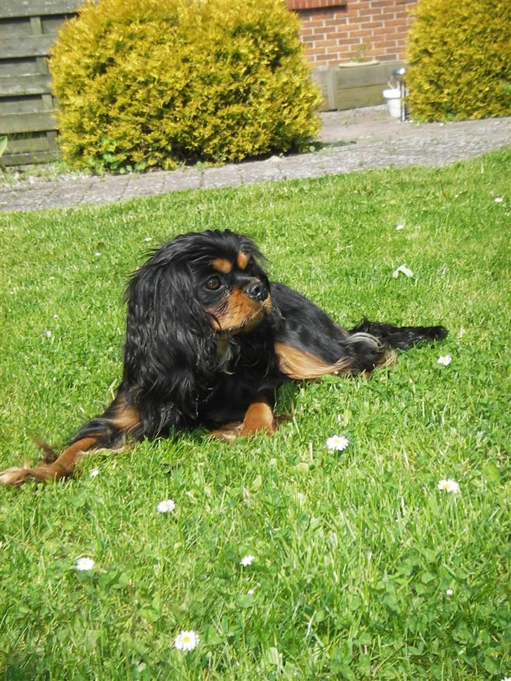 Cavalier king charles spaniel Freya - Smukke Freya nyder solen. 1 år gammel billede 1
