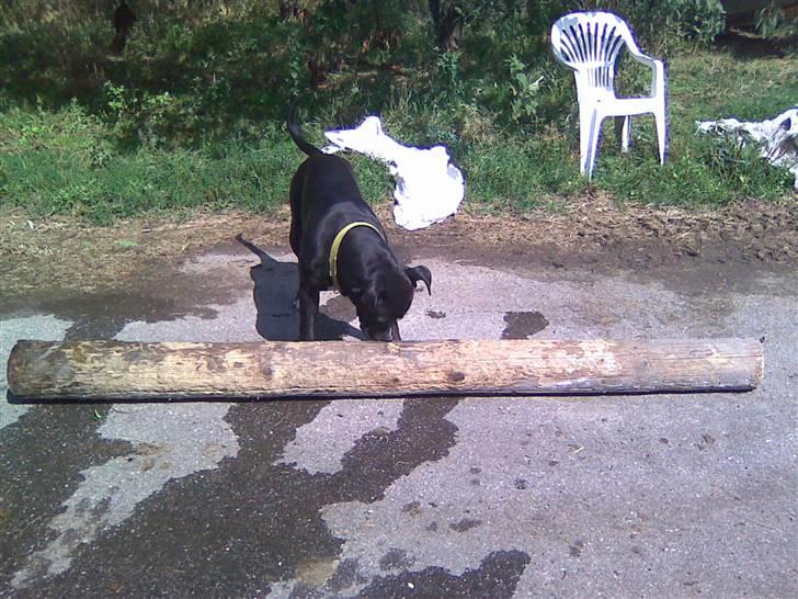 Amerikansk bulldog Manto "min mor´s" billede 12