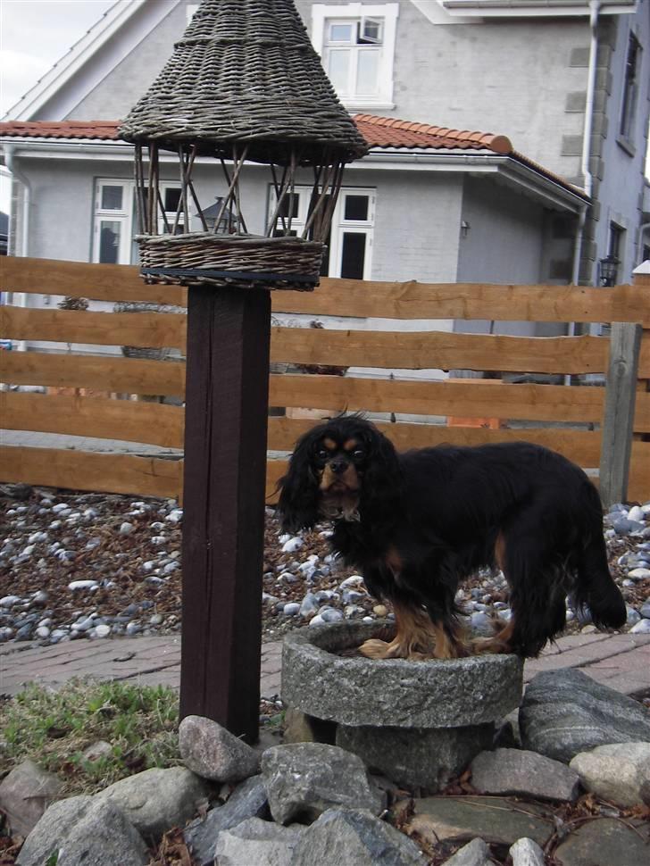 Cavalier king charles spaniel Freya - Freya forsøger at nå fuglenes mad. billede 2