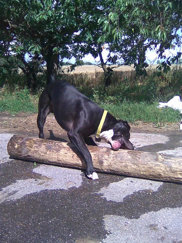 Amerikansk bulldog Manto "min mor´s" billede 14