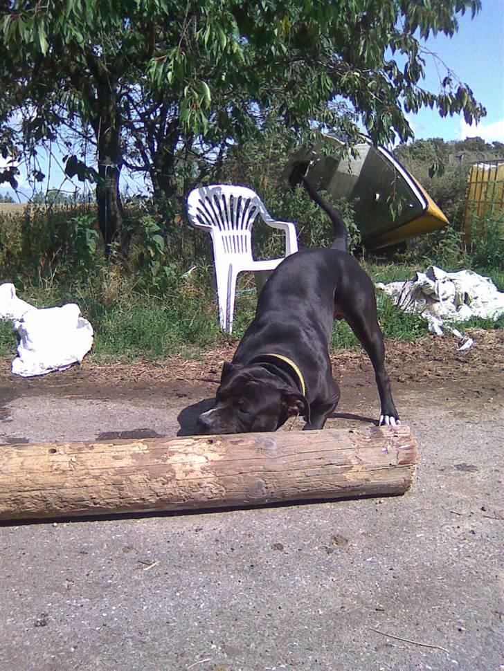 Amerikansk bulldog Manto "min mor´s" billede 15
