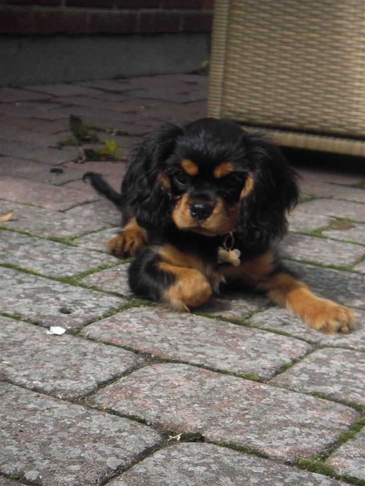 Cavalier king charles spaniel Freya - 4 måneder gammel billede 3