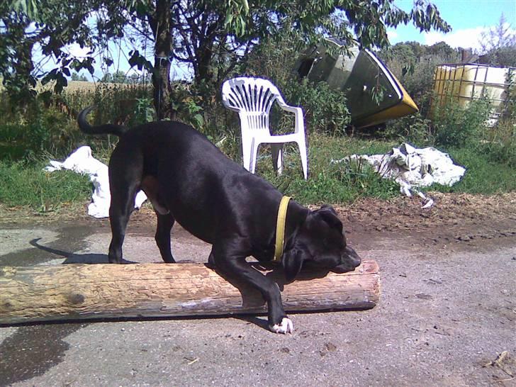 Amerikansk bulldog Manto "min mor´s" billede 16