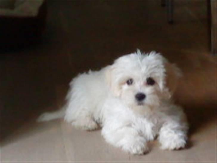 Malteser Gucci billede 3