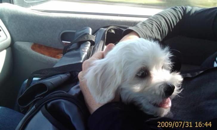 Malteser Gucci billede 4