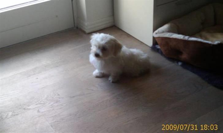 Malteser Gucci billede 5