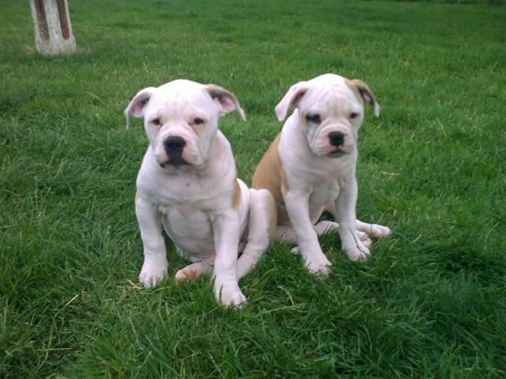 Olde english bulldogge Kecia (R.I.P.) - Kecia (ventre) med hendes søster (højre) billede 1
