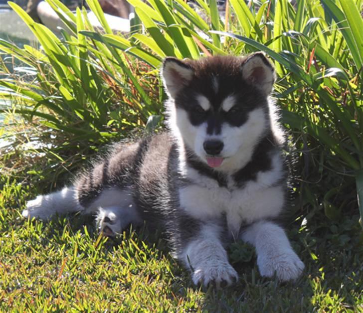 Alaskan malamute Jet - her er skont at ligge billede 7