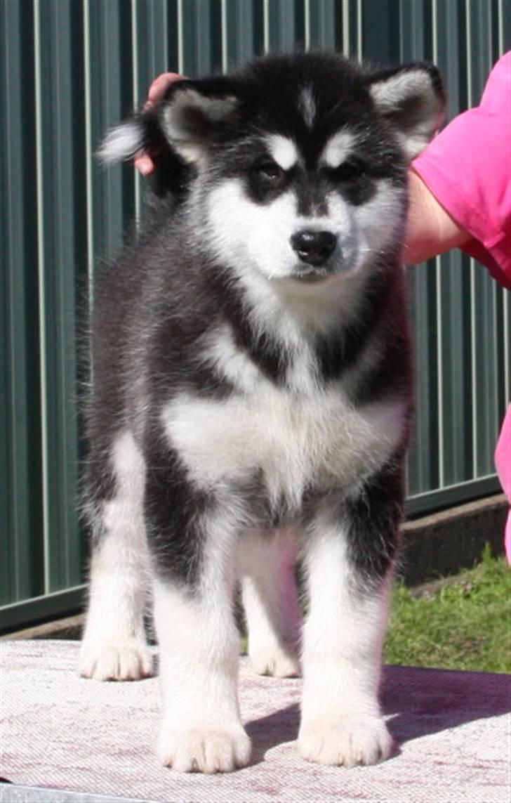 Alaskan malamute Jet - Sikke en front billede 8