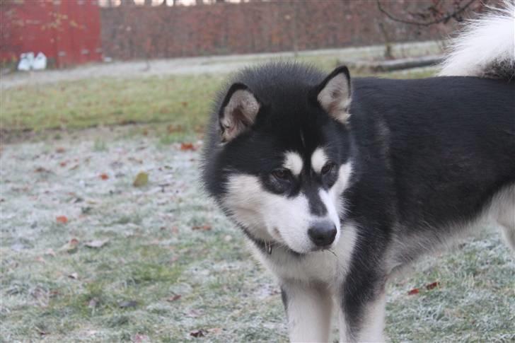 Alaskan malamute Jet billede 10