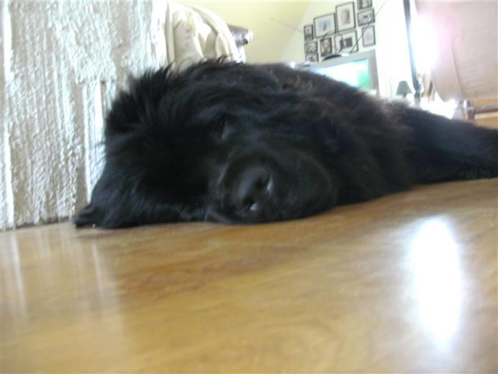 Newfoundlænder Luna - Middagslur billede 7