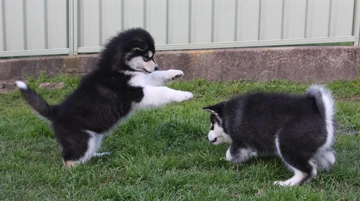 Alaskan malamute Jet - Kom sa Jet billede 11