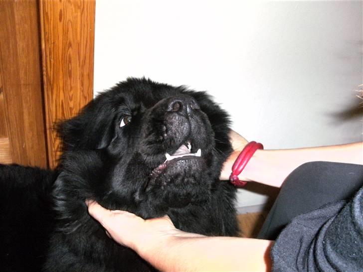 Newfoundlænder Luna billede 8