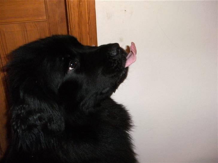 Newfoundlænder Luna - Var der nogen der sagde MAD billede 9