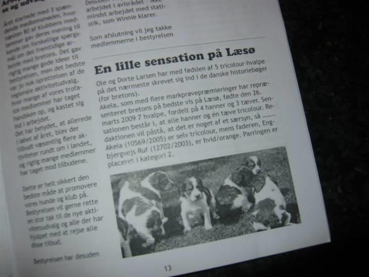 Breton Akela - Den artikel der var i breton-bladet om Akela og Odins hvalpe. billede 10