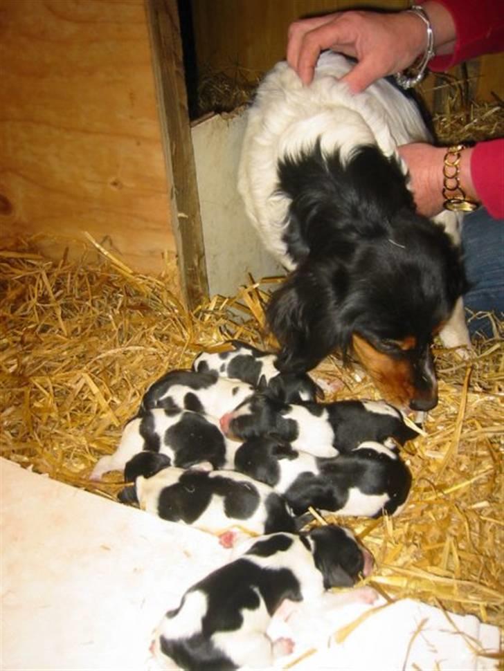 Breton Akela - Akela 6 timer efter hun har født. :) billede 11