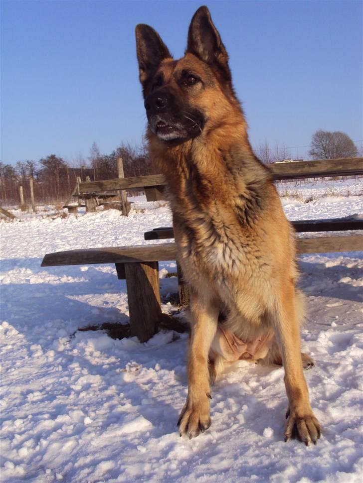 Schæferhund harrestrup friga  (rip):( - det er hårdt uden dig billede 15