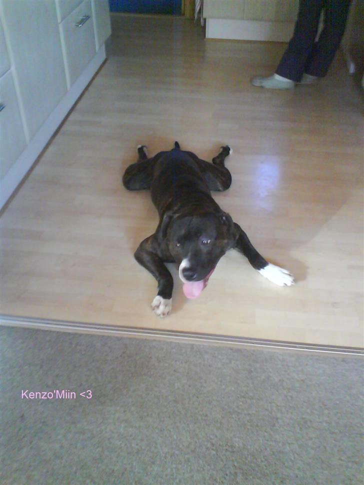 Blanding af racer Kenzo - Hårdt at lege vildt i haven :S billede 2