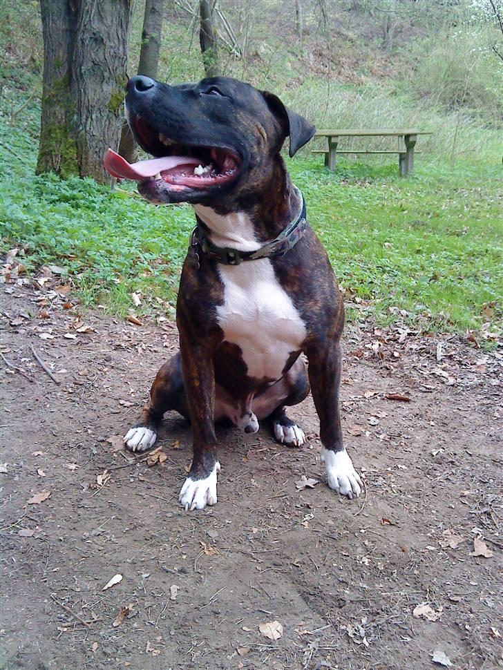 Blanding af racer Kenzo - I skoven billede 3