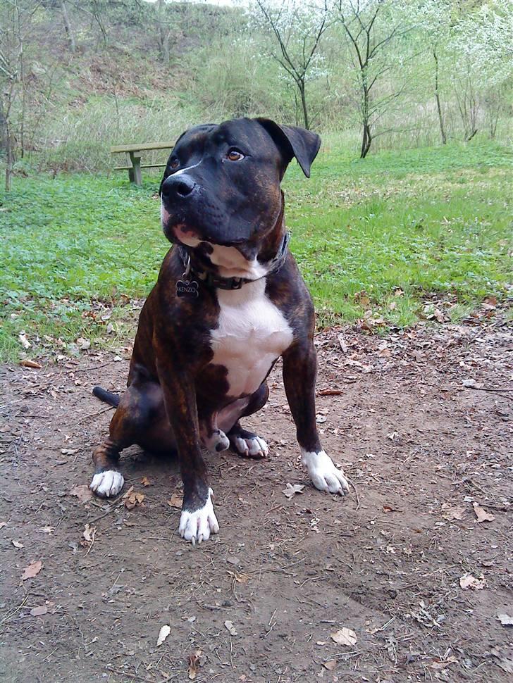 Blanding af racer Kenzo - I Skoven. billede 4