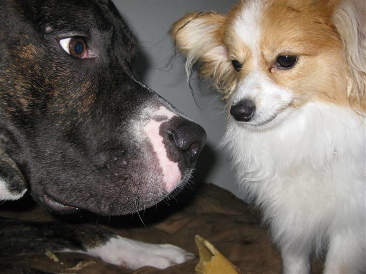 Blanding af racer Kenzo - Kenzo´s lege veninde Mille :) billede 5