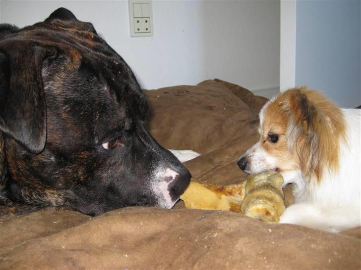 Blanding af racer Kenzo - Vi deler alt med hinanden :D billede 6