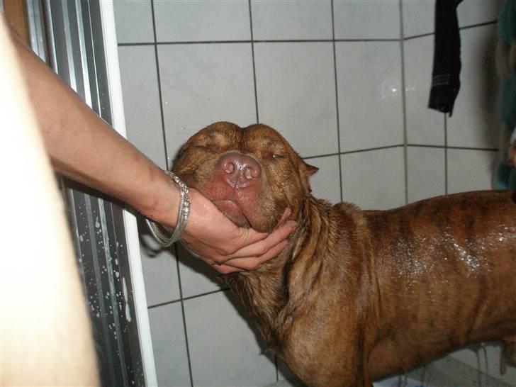 Blanding af racer Kenzo - Kenzo´s Far :) billede 7