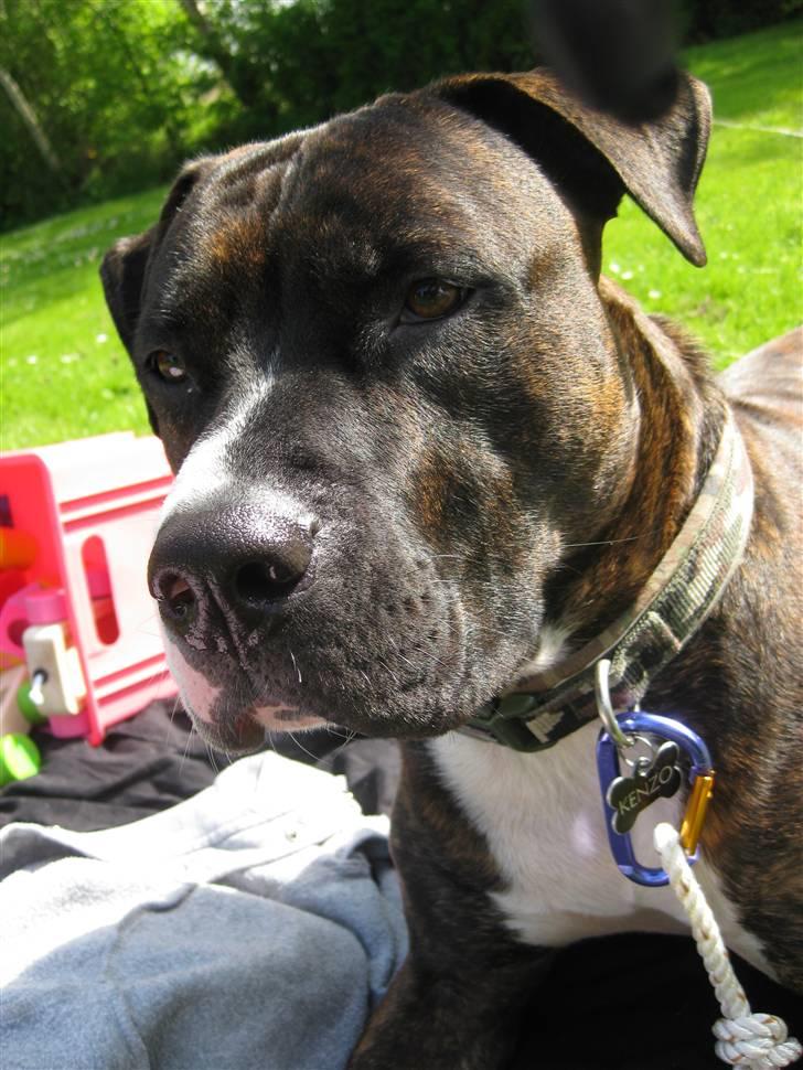 Blanding af racer Kenzo - Hygge i haven billede 8