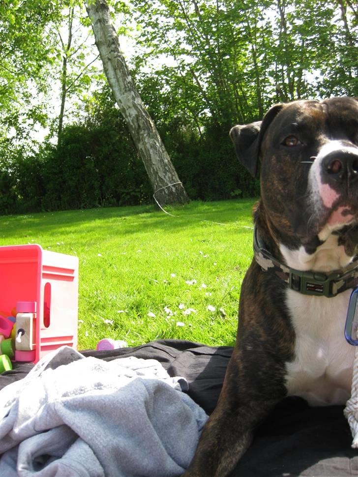 Blanding af racer Kenzo - Hygge i haven 2 billede 9