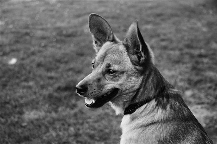 Blanding af racer Emil billede 16