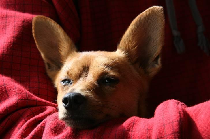 Blanding af racer Emil billede 17