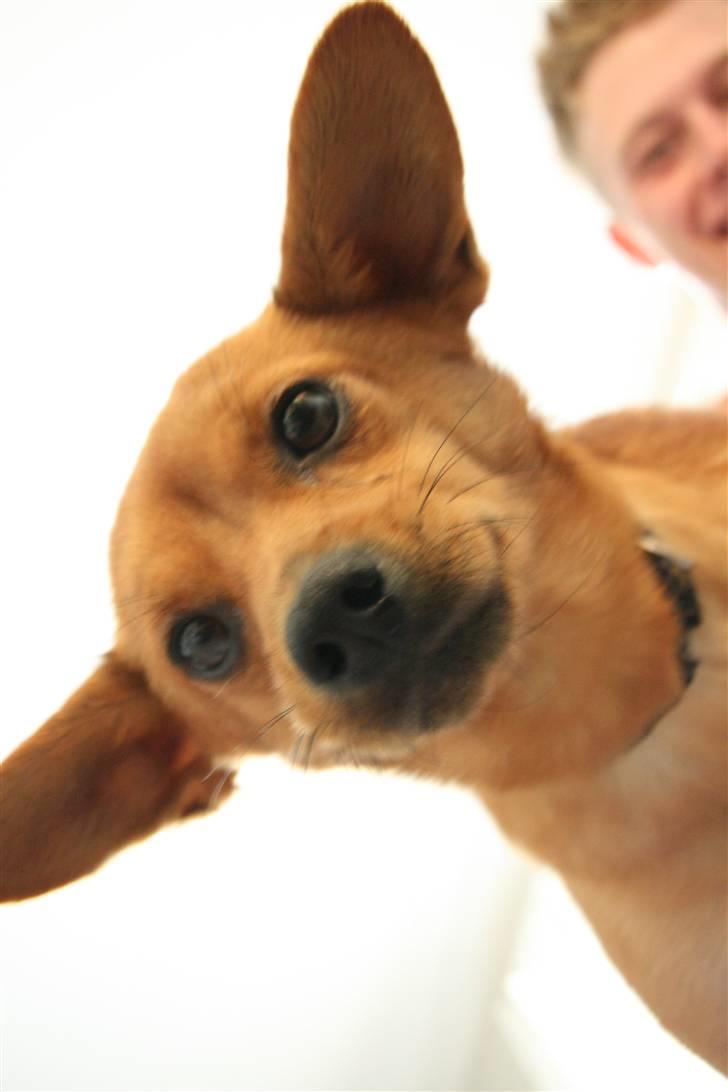 Blanding af racer Emil billede 18