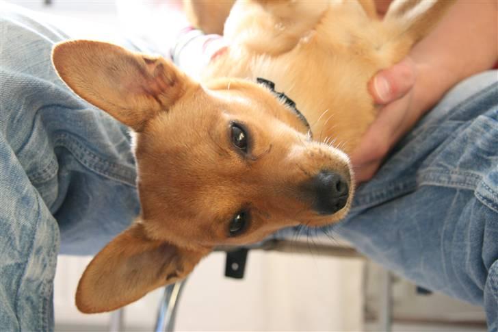 Blanding af racer Emil billede 19