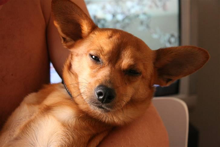 Blanding af racer Emil billede 20