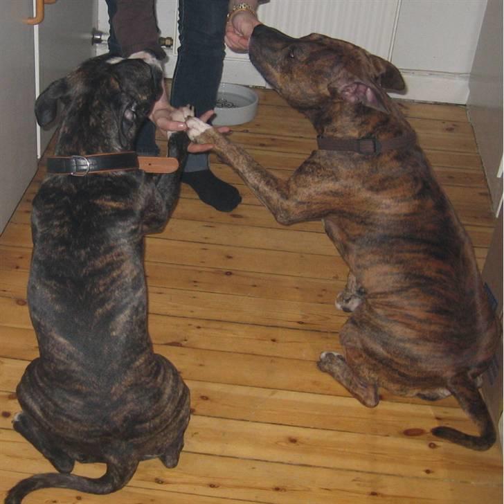 Amerikansk staffordshire terrier Cody HimmelHund billede 19