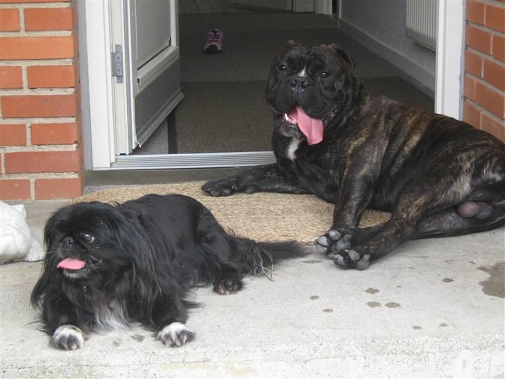 Olde english bulldogge Bølle billede 11