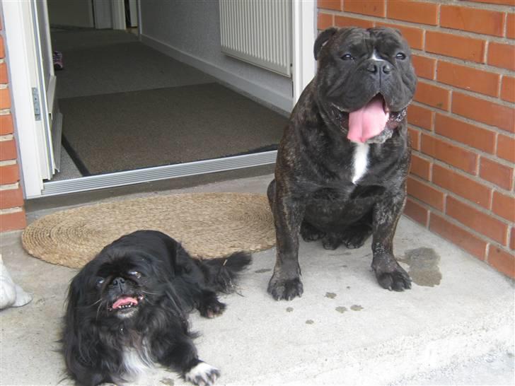 Olde english bulldogge Bølle billede 12