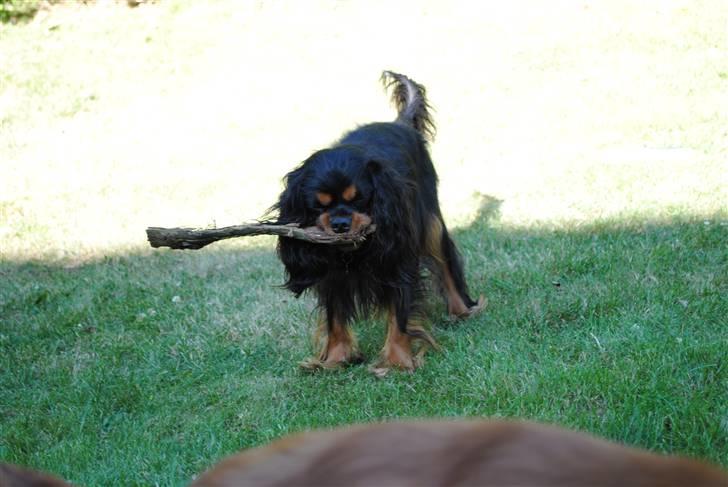 Cavalier king charles spaniel Freya - Har fundet et æble i haven. billede 4