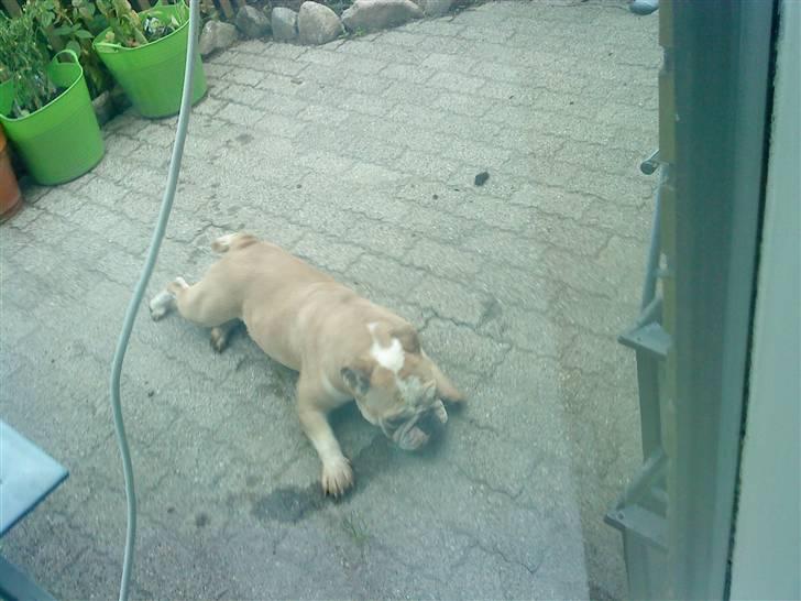 Engelsk bulldog perle - slapper af efter en masse inaktivitet billede 6