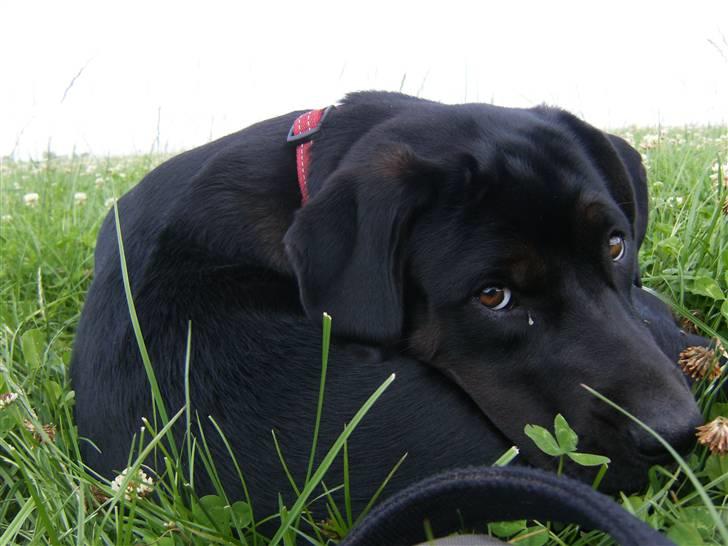 Blanding af racer Gaya - Relax billede 1