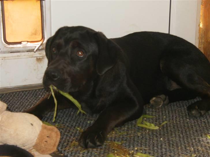 Blanding af racer Gaya - Det var ikke mig ;-) billede 3