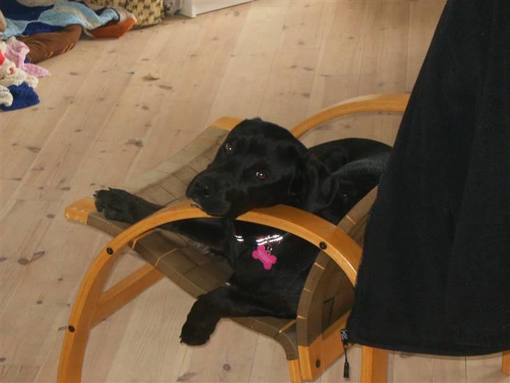 Blanding af racer Gaya billede 4