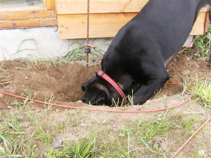 Blanding af racer Gaya billede 5