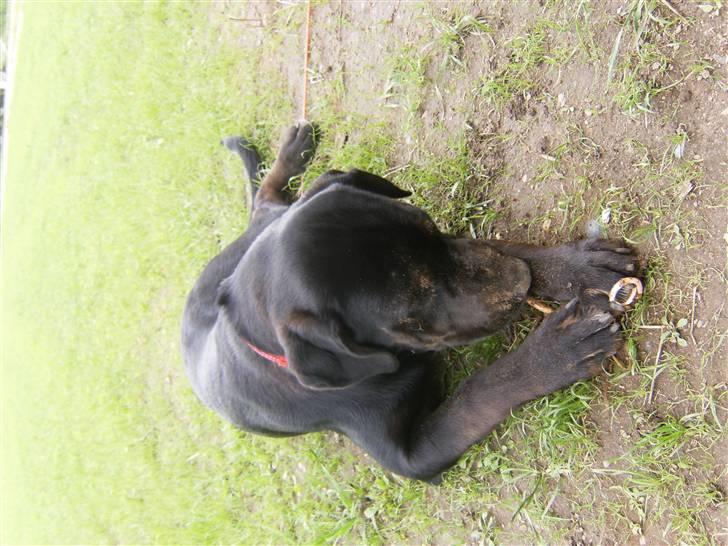 Blanding af racer Gaya billede 6